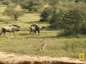 Kori bustard in flight