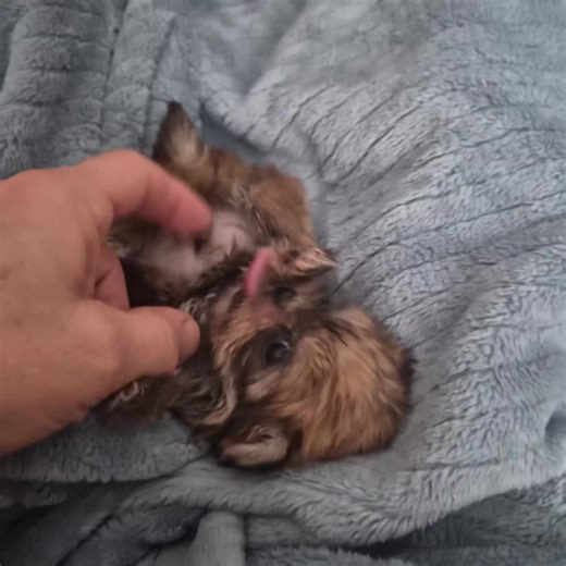 #tinyteacup #shorkie #bubbleslittlelife