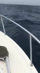 64K views · 976 reactions | A fishing group led by Captain Mike Wise and Wiseguy Fishing Charters, Inc., were out fishing for the Lemon Bay Touchdown Club Tournament when they came across this magnificant scene. Video sent into us by viewer, Kyle Montalbano. | ABC7 Sarasota - WWSB | Facebook