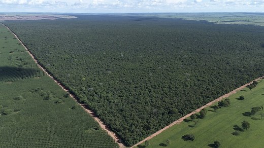 5 ways sustainable forestry can support climate action and development