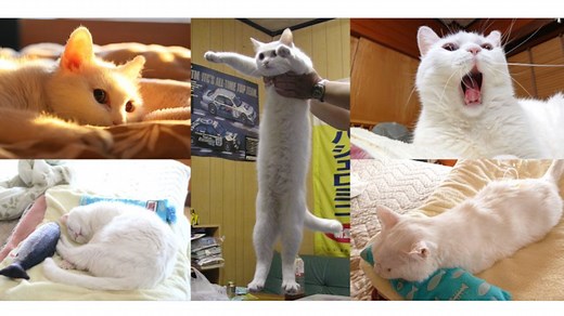 Longcat | Know Your Meme