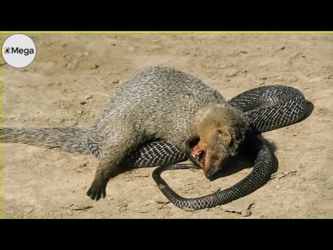 Nature’s Deadliest Killers – Top 10 Horrific Predatory Animals!
