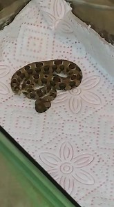 Caudal luring in a Horned Adder (Bitis caudalis). Video by Heinrich Lewis. | African Snakebite Institute