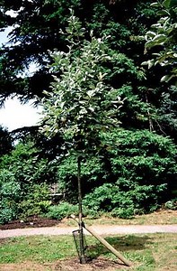 Sorbus thibetica - Alchetron, The Free Social Encyclopedia