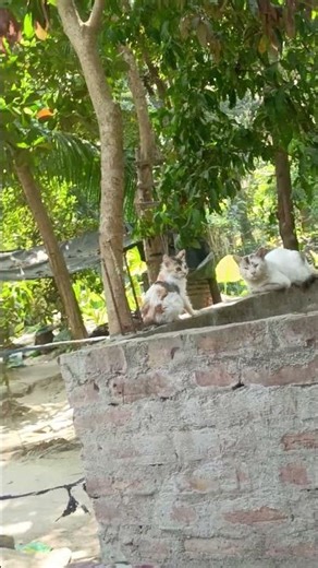 আমার মেয়ে প্রেম করছে part-1 #viralshort