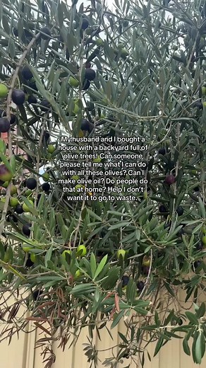 Starting My Own Olive Oil Brand: Need Help!