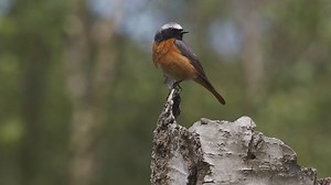 Common Redstart (Phoenicurus phoenicurus) | BIRDS & Nature