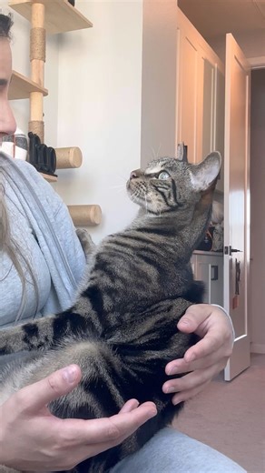 483K views · 35K reactions | TELLING MY CAT WE'RE TURNING THE CAT ROOM INTO A NURSERY | Dontstopmeowing | Facebook