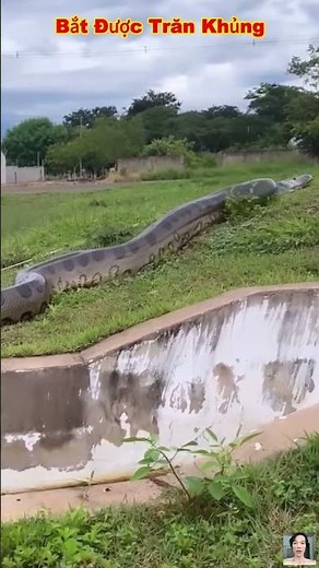 Oh my god, if I saw a python like this outside, I would probably pee myself. #shorts