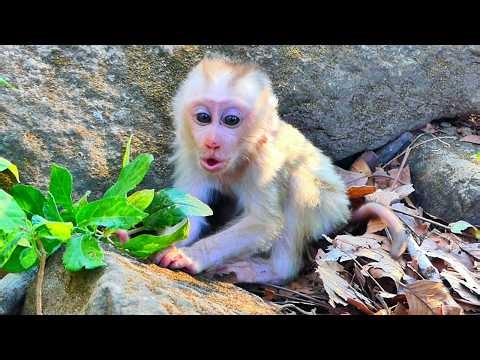 Little baby Levy's adorable behavior when Libby doesn't want to breastfeed him