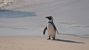 African Penguin, Cleaning, Sea, Boulders Beach, South Africa