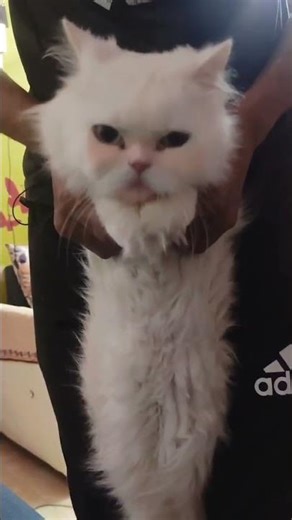 Cat Shivering ￼🥶 #cat #kitten #cute #pets