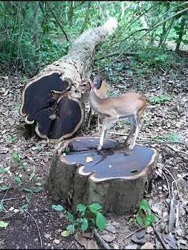 #africanblackwood #blackwood #nature #forest #forestsounds #treecutting #wood #savannah #jungle