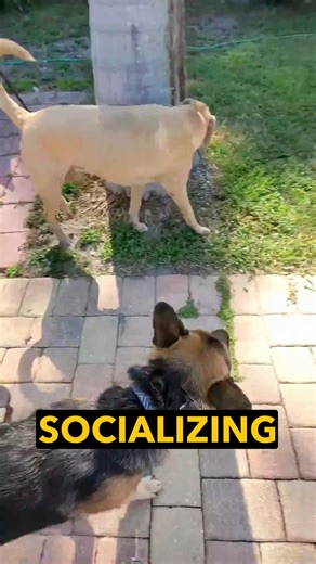 7.3K views · 63 reactions | Ryker, who’s with us for board and train...