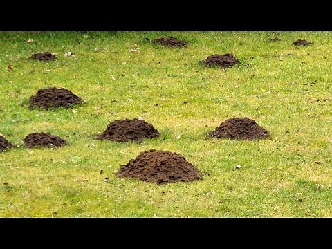 How To Prevent Moles From Destroying Your Yard