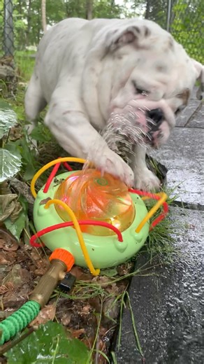 DJ Eggnog in the house!! 🙌🏻🎶💦 Is it Friday yet?? 🙌🏻 #eggnog #eggnogthebulldog #dogreels #dogsofig #dogsofinstagram #englishbulldogs #pubityreels #9gag #weeklyfluff #woofwoof #dog #dogs | Eggnogthebulldog