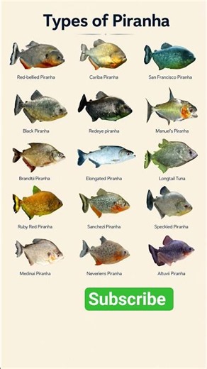 🐟 12 Types of Piranha You Never Knew Existed! 😱 #shorts #Piranha #FishFacts
