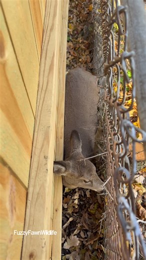 Fuzzy Fawn Wildlife on Instagram: "Little Eagle is about a six month old fawn. Many times when they get stuck in these fence situations it’s because they pass through them many times when they are smaller and then one day they are two big. After I sedated her too keep her calm Cyndi from @amherstpoliceny talked to the owner of the stockade fence asking if we could take it apart. They were more than happy to help. After a few boards were removed we were able to slide Little Eagle underneath. I to