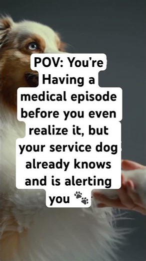 Medical Alert Service Dog can alert you before a medical episode ❤️