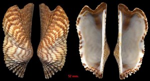 Arca zebra - Alchetron, The Free Social Encyclopedia