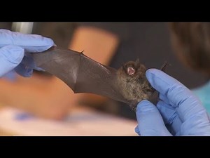 Tagging bats to help save BC bat colonies