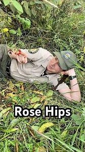 Rose hips and California wildrose on the park grounds