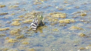 Broad Banded Water Snake Preys On Stock Footage Video (100% Royalty-free) 1058154616 | Shutterstock
