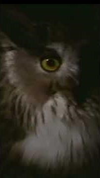 #縦型動画 #ニコンバーティカルムービーアワード2026