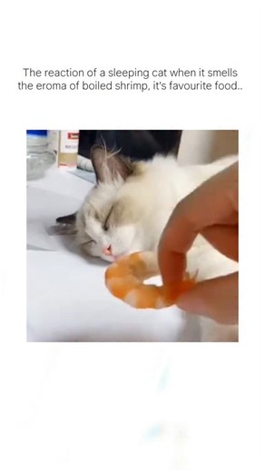 whatmemes on Instagram: "This viral video from Japanese cat enthusiast account @pikatclub captures a sleeping Ragdoll cat twitching and pawing in apparent delight as it smells boiled shrimp, before waking to devour it, amassing over 2 million views for its humorous portrayal of feline dream-eating. While shrimp is safe for cats in small, plain-cooked portions—offering lean protein and nutrients like vitamin B12 per PetMD guidelines—replies highlight risks like shellfish allergies or choking on s