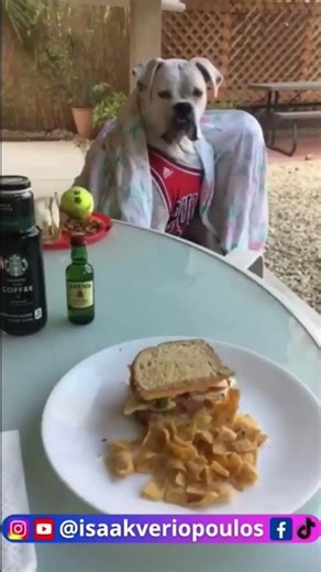 Αστεία Ζώα που Μιλάνε και Είναι Overkill