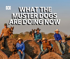 378K views · 5K reactions | ✋Hands up, who’s missed their weekly dose of Muster Dogs? We’ve definitely missed watching Annie, Chet, Spice, Gossip and of course Lucifer too, as they’ve grown up to become champion Muster Dogs. We got in touch with their handlers for an update on their progress since the series has wrapped. Binge watch TV series Muster Dogs (all over again!) on ABC iview: https://ab.co/3s4chIy #ABCMusterDogs #ABCTV | ABC Australia | Facebook