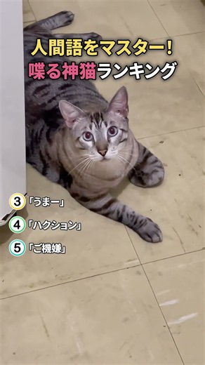 【衝撃】完全に人間と言葉を喋る猫たち TOP5