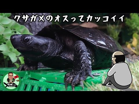 【黒化】クサガメのオスってカッコイイ