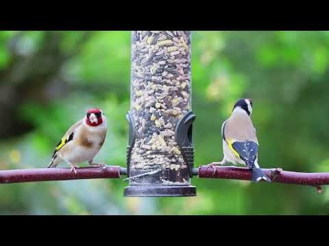 Surah Al-Muzzammil (Full) | Beautiful Recitation with Arabic & English Translation #quran #tilawat