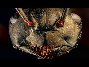 The Traumatizing Reality of Being An Ant
