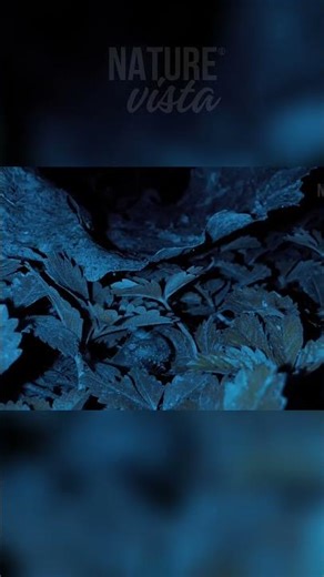 Tiny Worlds: Pill Bugs & Beetles Crawl Through Lush Greenery! #documentaries #nature #wildlife