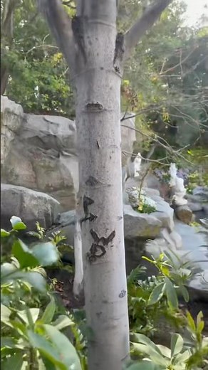 The Wendy and Peter Pan Tree at Disneyland