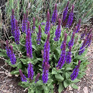 Little Night European Sage, Salvia sylvestris | High Country Gardens