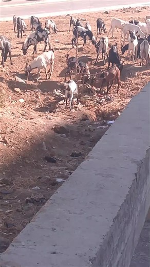 domenant (@kiron_119)’s videos with original sound - domenant