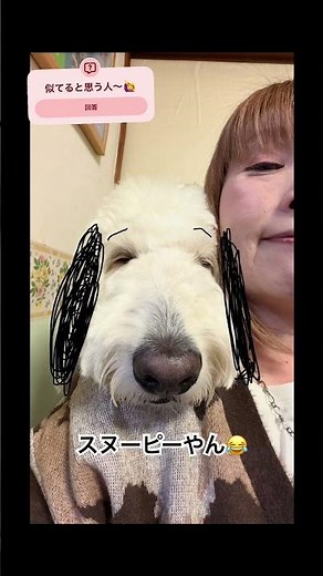 スヌーピー犬 #スヌーピー #スヌーピー犬#かわいい犬 #ゴールデンドゥードル #ぼくの名前はヒーロー