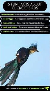 5 Fun Facts About Cuckoo Birds 🐦