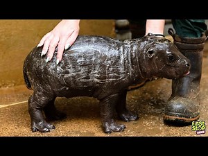 Rare hippo birth! | Video of the Day