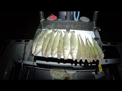 Fishing for Summer Whiting in Moreton Bay, Feb 2026 #fishing #whiting #moretonbay