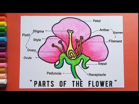 Parts of the Flower drawing