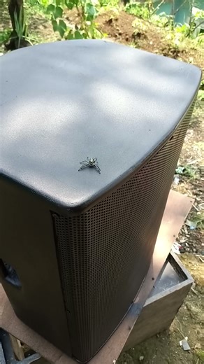 spider box