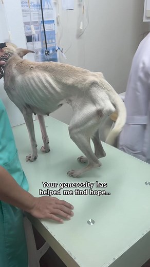 Heartwarming Rescue Story of a Boxer Dog