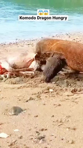 Komodo Dragon Eating Goat Alive - Shocking Wildlife Encounter