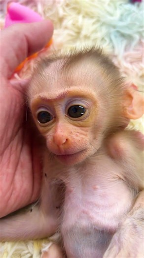 #monkey #adorably #babymonkey #adoreble #cute #animals #adorable #funny #monkeys #cuteanimals