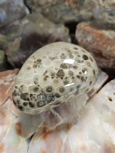 Polished Michigan Petoskey Stone - Pattern - Etsy