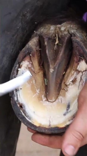 ASMR Hoof Trimming | Deep Cleaning & Satisfying Transformation